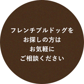 フレンチブルドッグを お探しの方は お気軽に ご相談ください