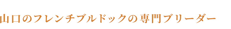 山口のフレンチブルドックの専門ブリーダー